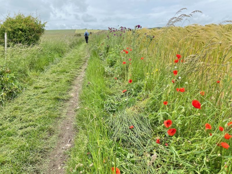 South Downs Way. Image © PlanetSKI